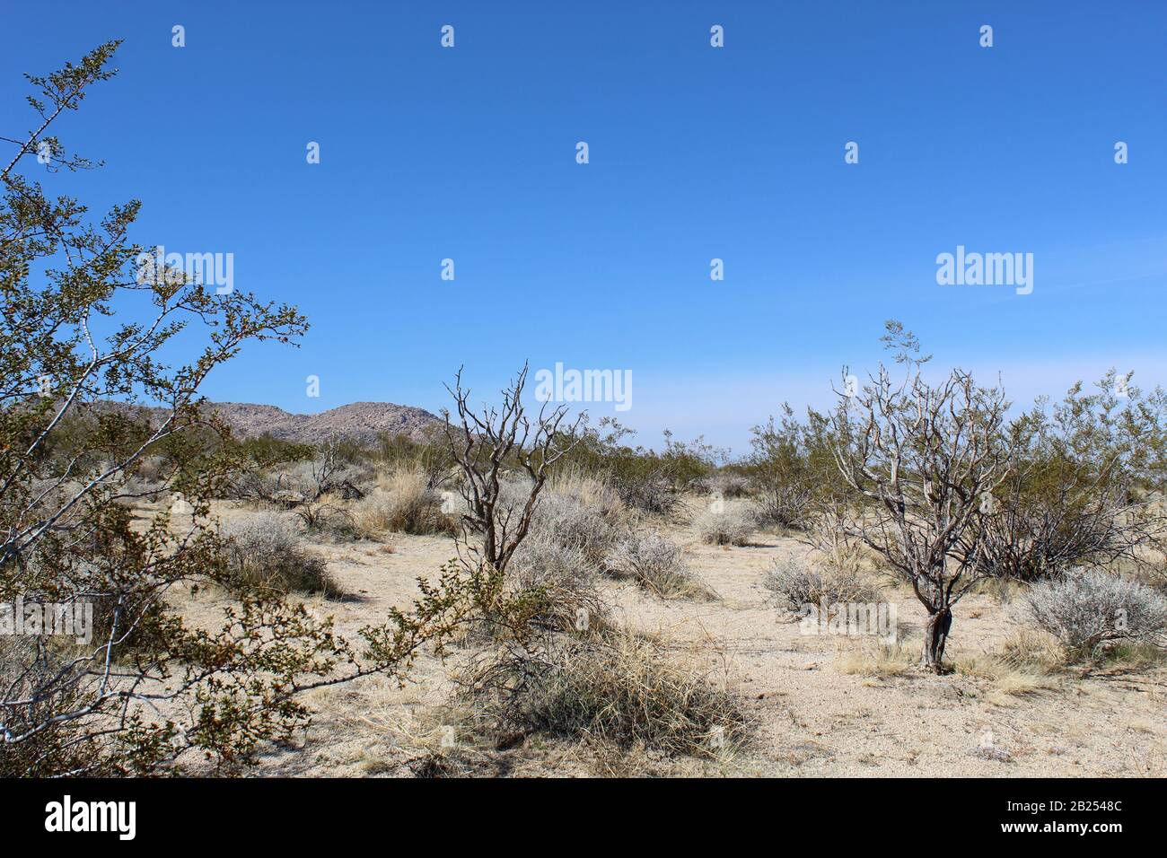 Native plants of the Southern Mojave Desert help to conserve water