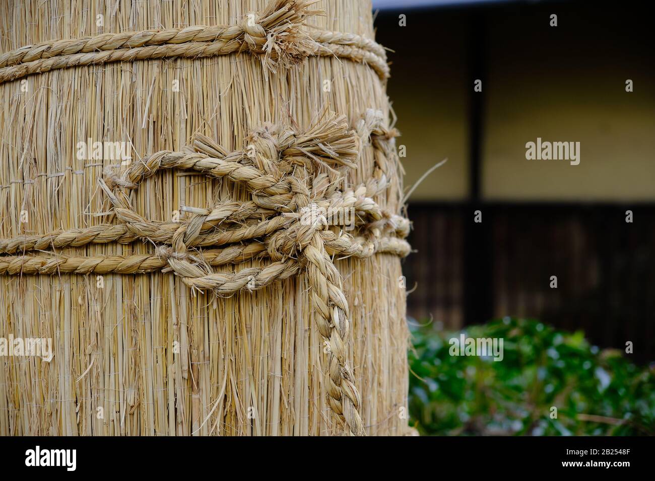 A komomaki strawbelt around a pine tree in a Japanesegarden, Tokyo. These belts are used to trap insects. Stock Photo