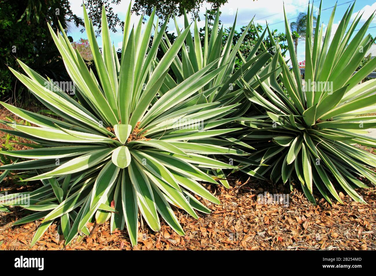 Agave americana, common names sentry plant, century plant, maguey or American aloe, is a species of flowering plant in the family Asparagaceae Stock Photo