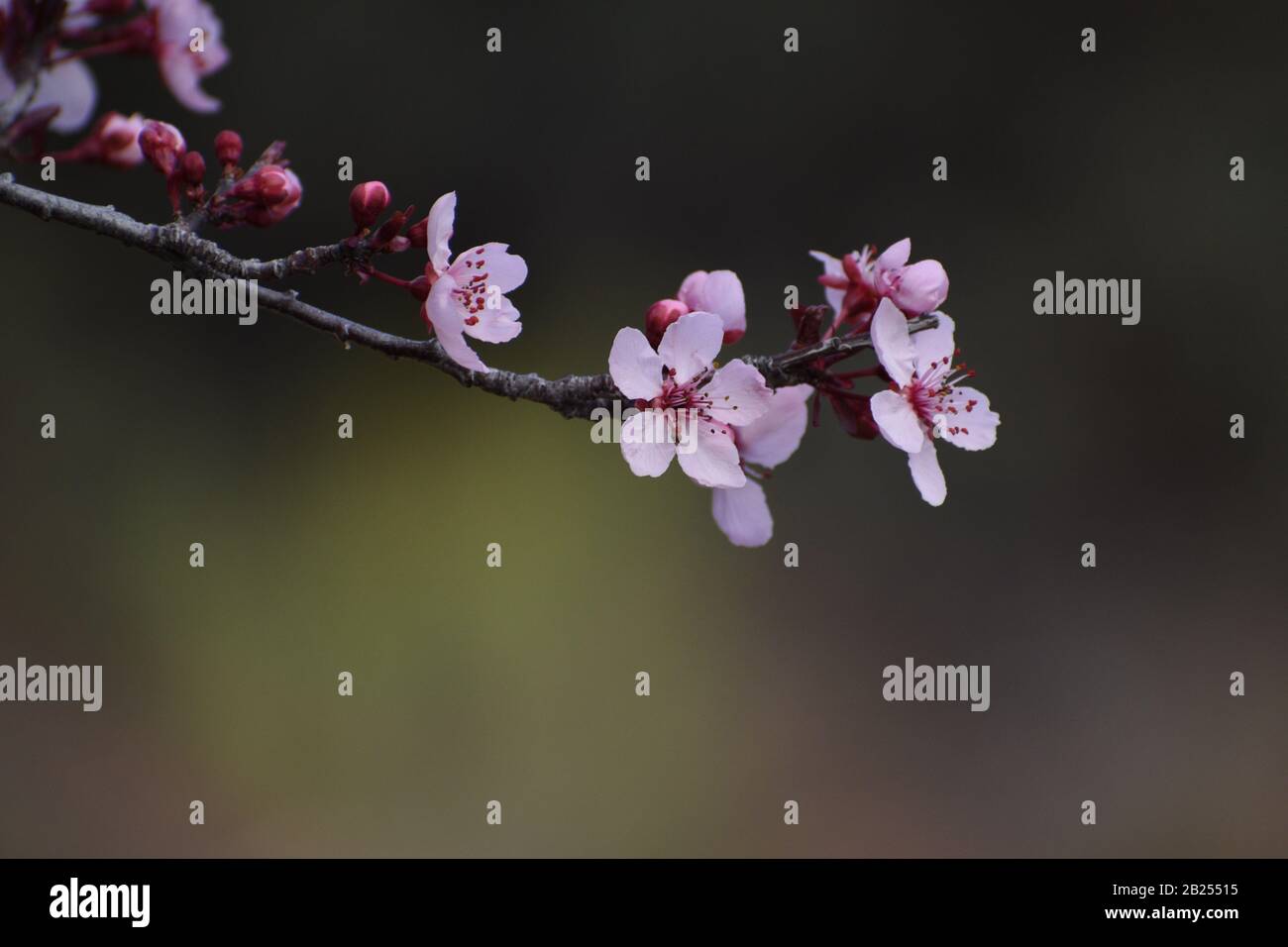 First plum blossoms in late February, Arizona, United States Stock Photo