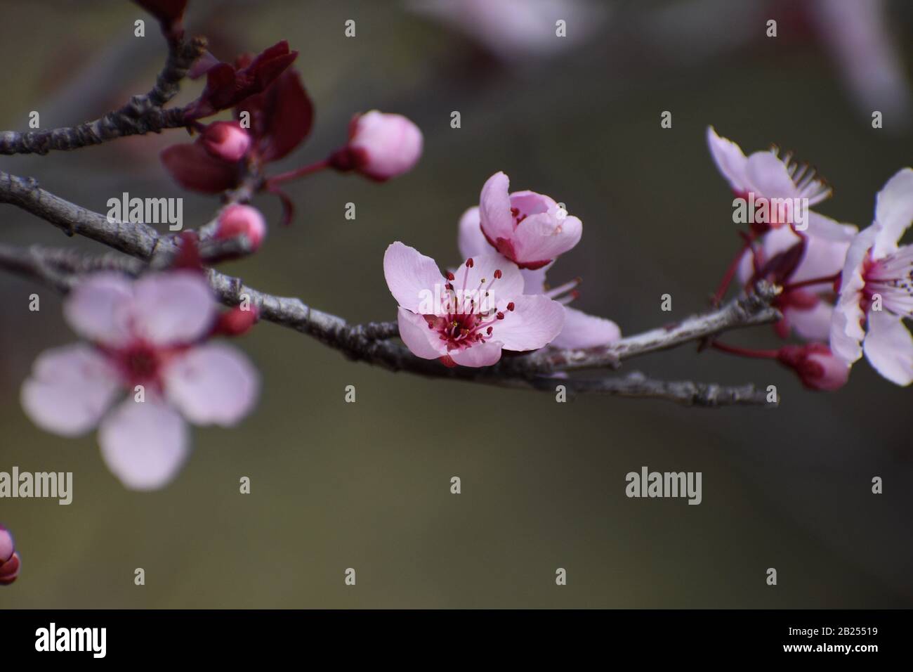 First plum blossoms in late February, Arizona, United States Stock Photo