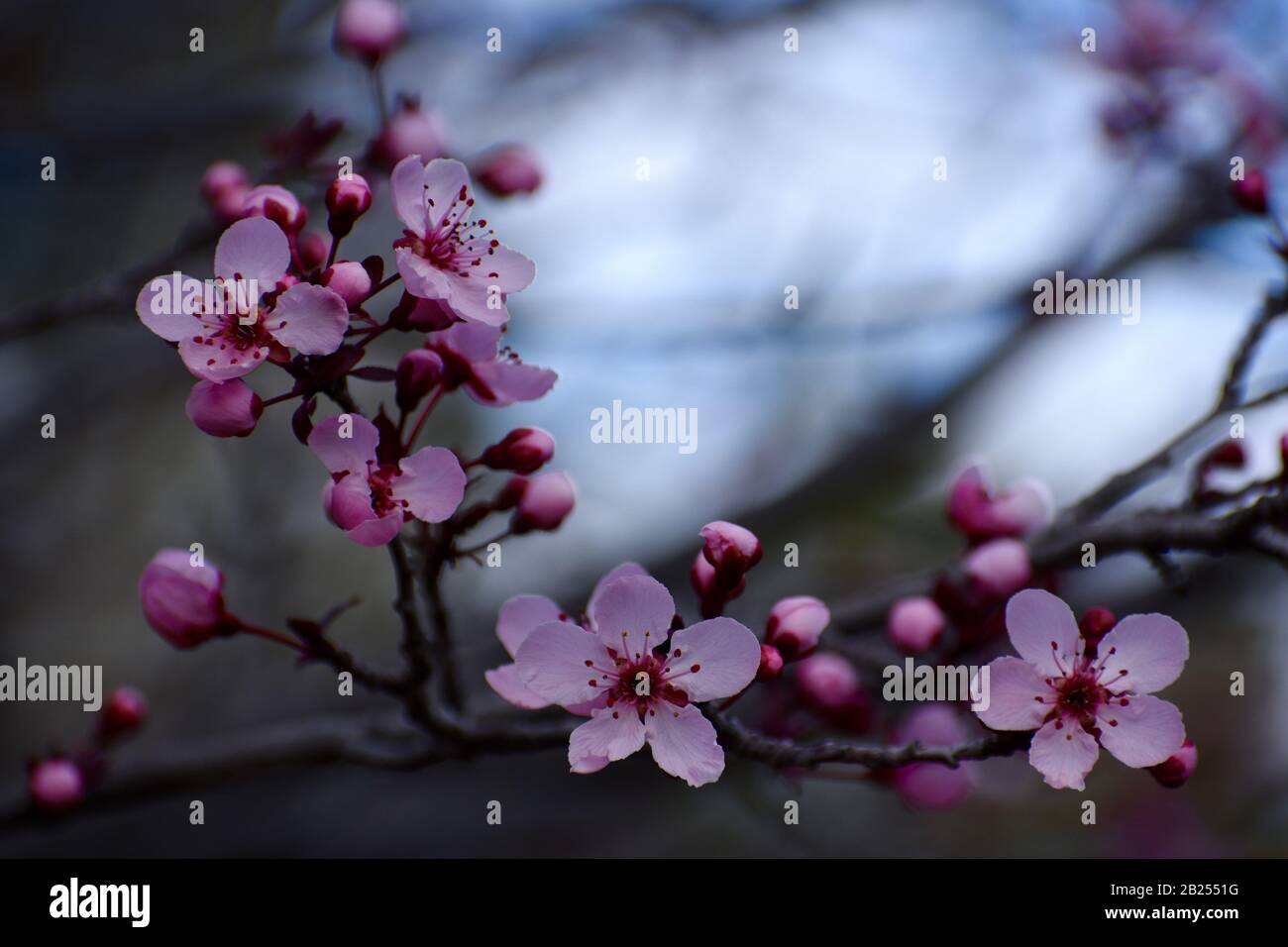 First plum blossoms in late February, Arizona, United States Stock Photo