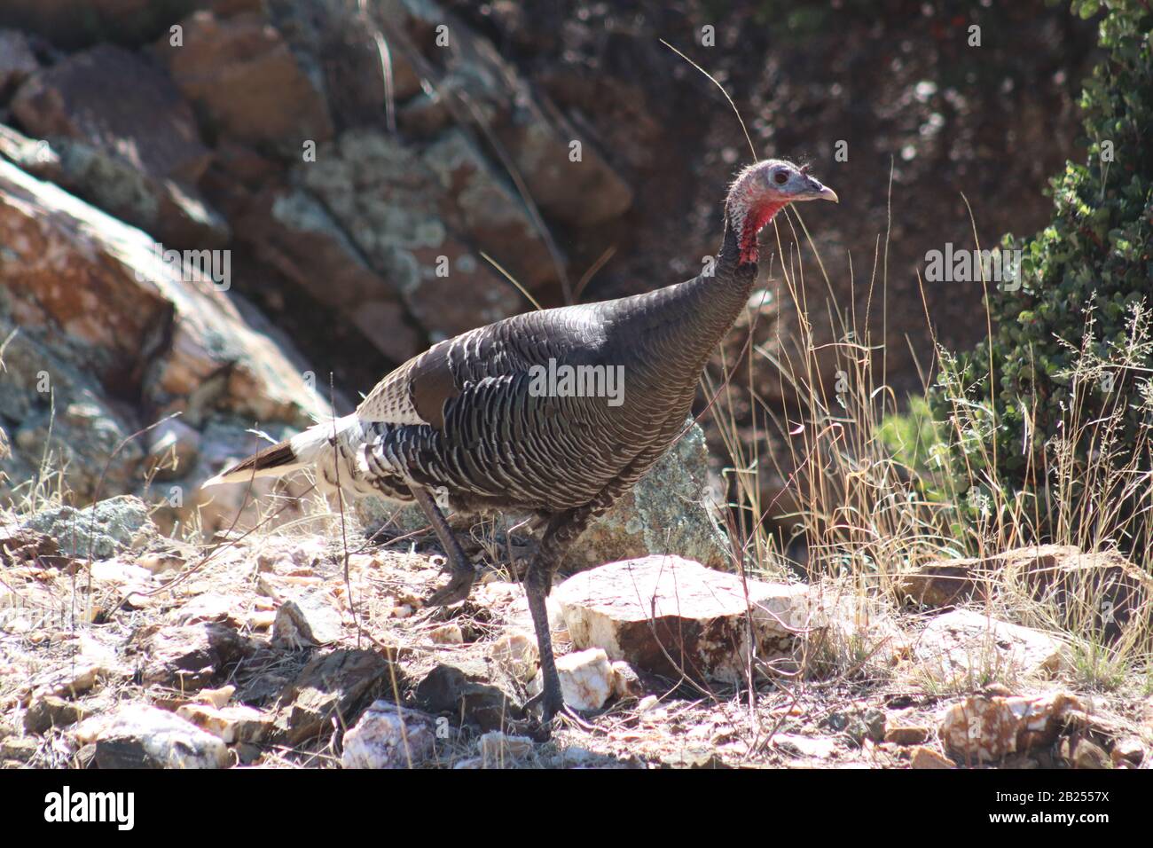 Fake designer turkey hi-res stock photography and images - Alamy