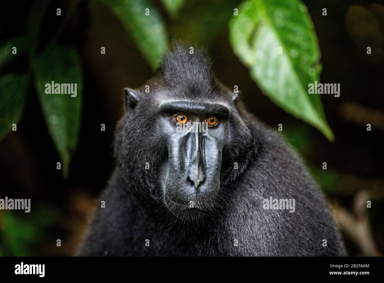 The Celebes crested macaque. Close up portrait, front view. Crested black macaque, Sulawesi crested macaque, or the black ape.  Natural habitat. Sulaw Stock Photo