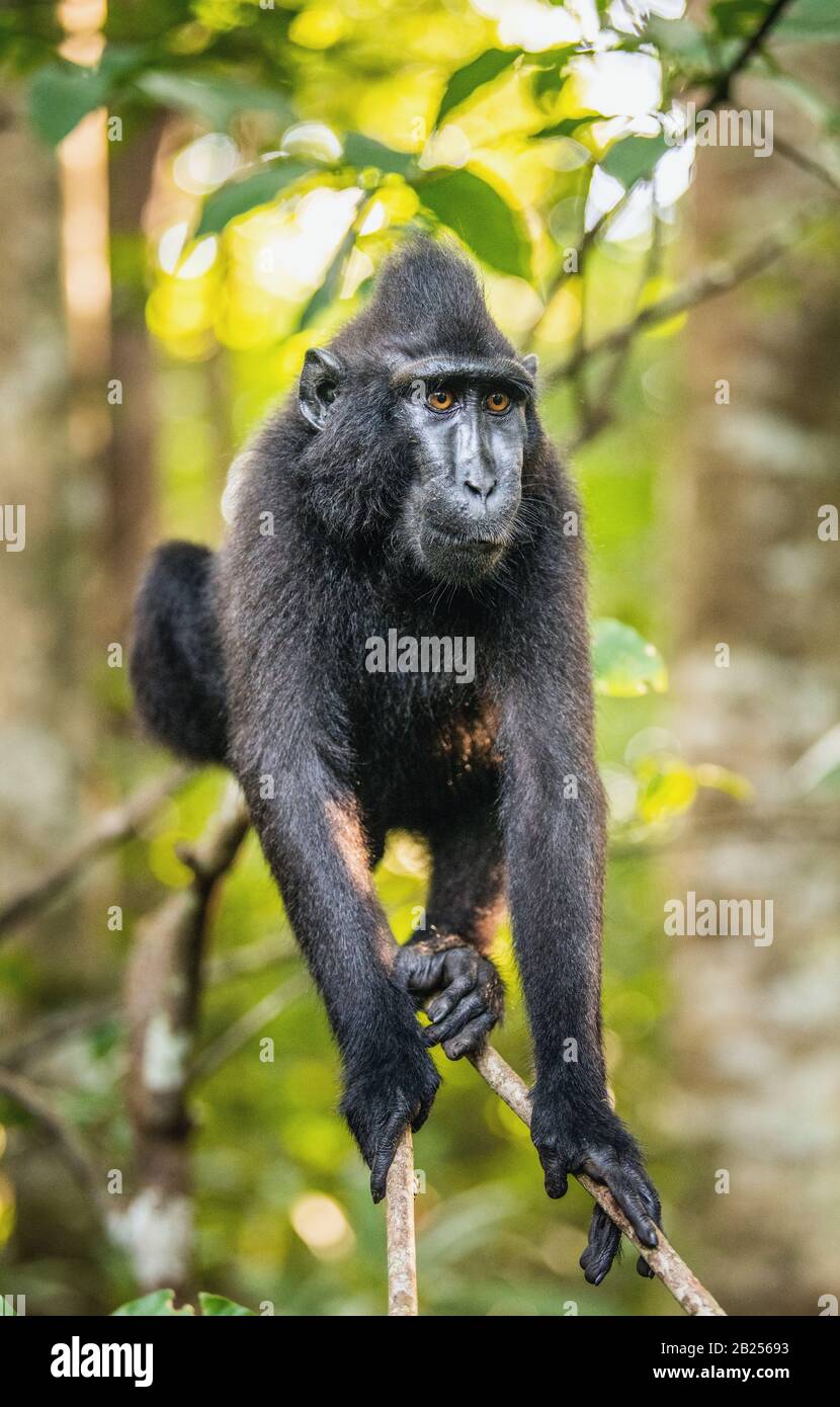 The Celebes crested macaque on the tree. Crested black macaque, Sulawesi crested macaque, sulawesi macaque or the black ape.  Natural habitat. Sulawes Stock Photo