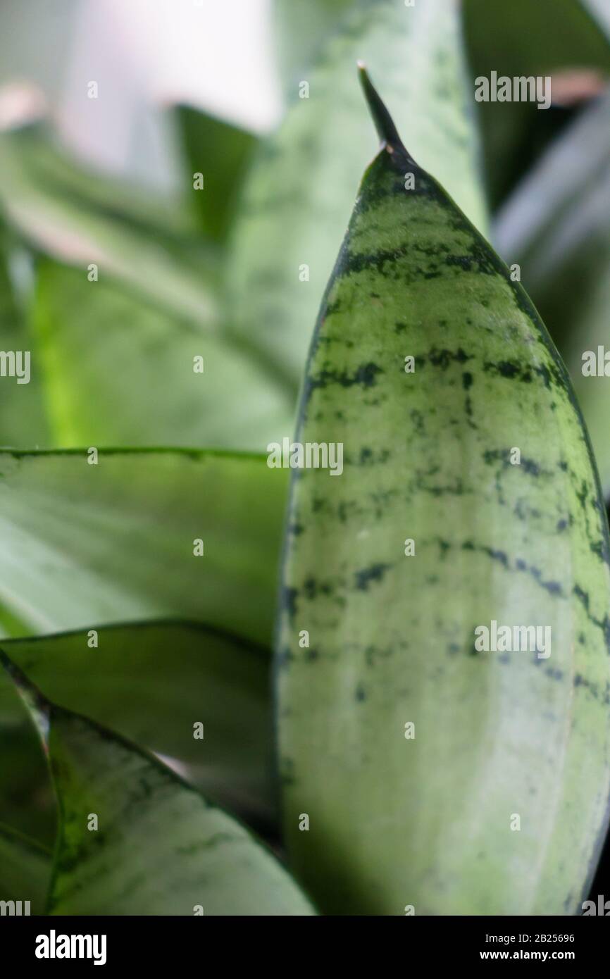 close of green leafs Stock Photo