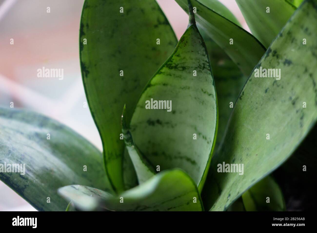 Green suculenta hi-res stock photography and images - Alamy