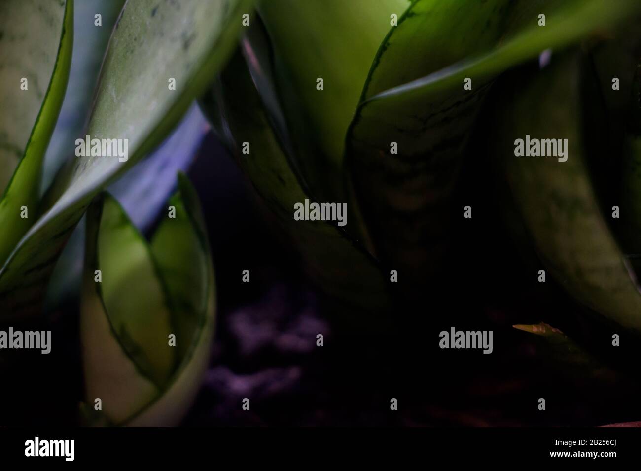 Green suculenta hi-res stock photography and images - Alamy
