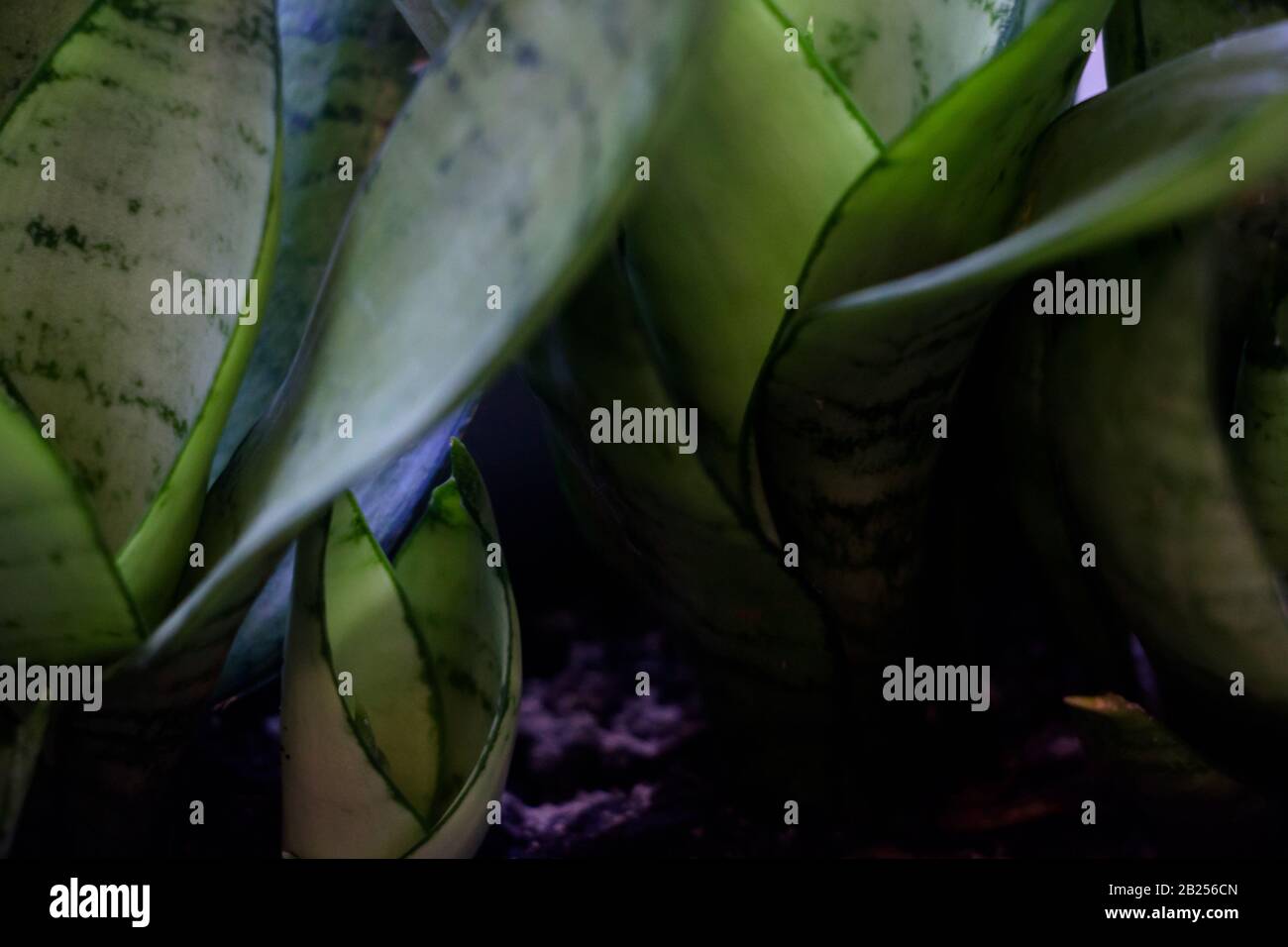 close of green leafs Stock Photo