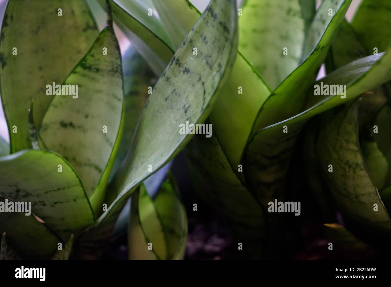 Green suculenta hi-res stock photography and images - Alamy