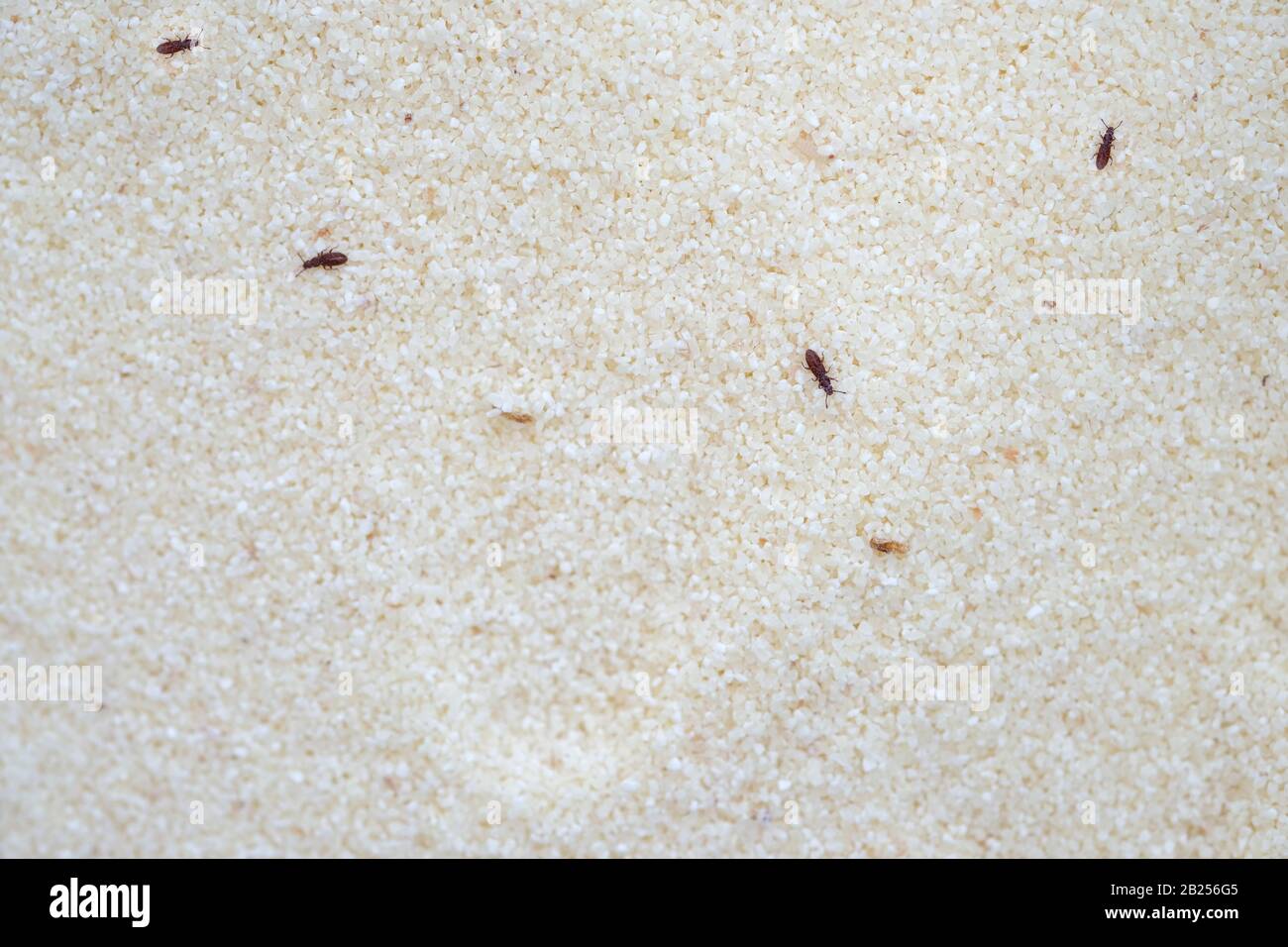 Flour Weevils