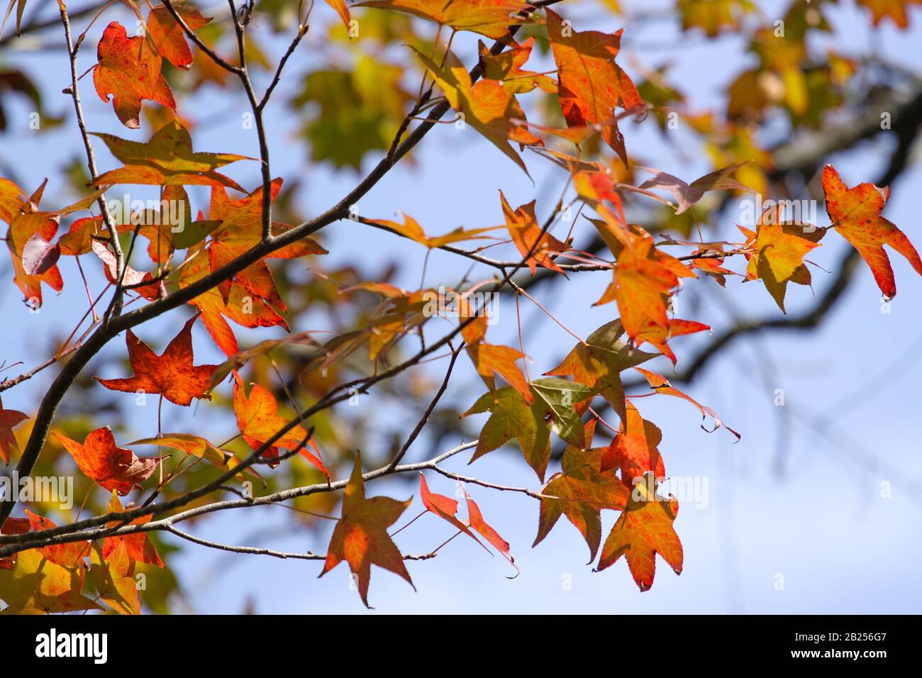 Changing leaves and fall colors in Melrose, Florida Stock Photo Alamy