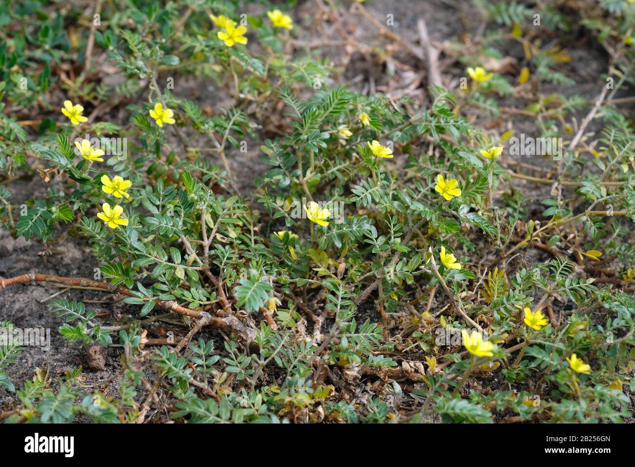 Medicinal plant Tribulus during flowering. Anchors creeping on the