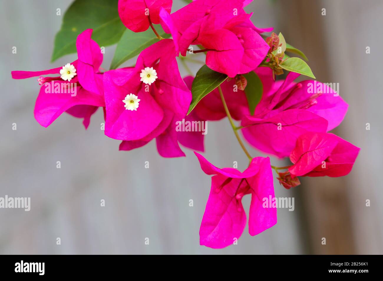 Bright Pink Bougainvillea Blooming in Spring Stock Photo