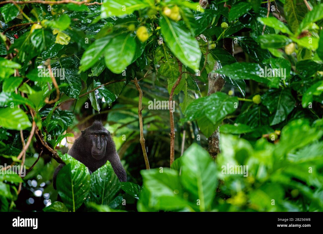 The Celebes crested macaque on the branch of the tree in the rain.  Crested black macaque, Sulawesi crested macaque, sulawesi macaque or the black ape Stock Photo