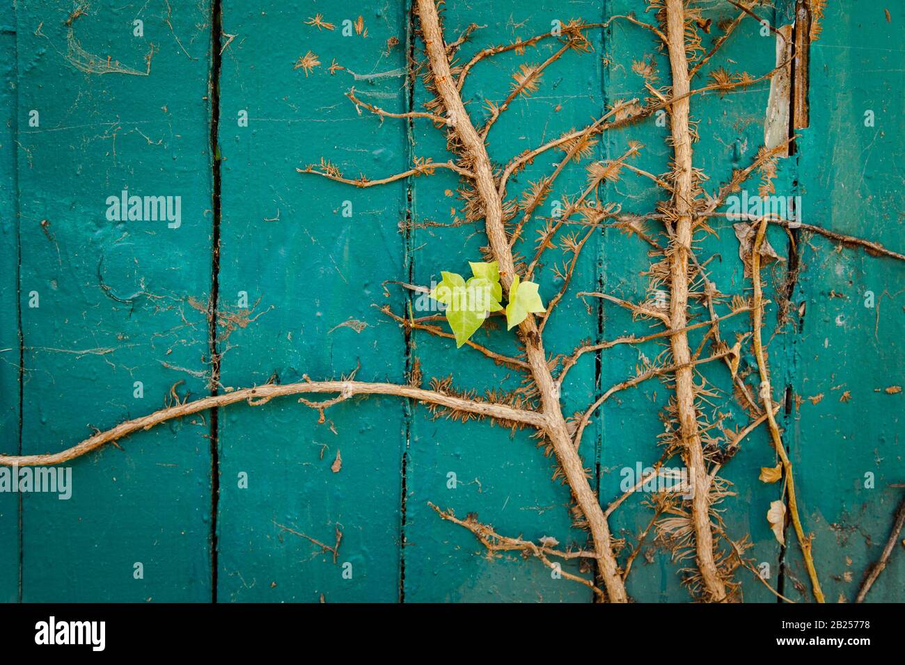 Vine growing on fence hi-res stock photography and images - Alamy