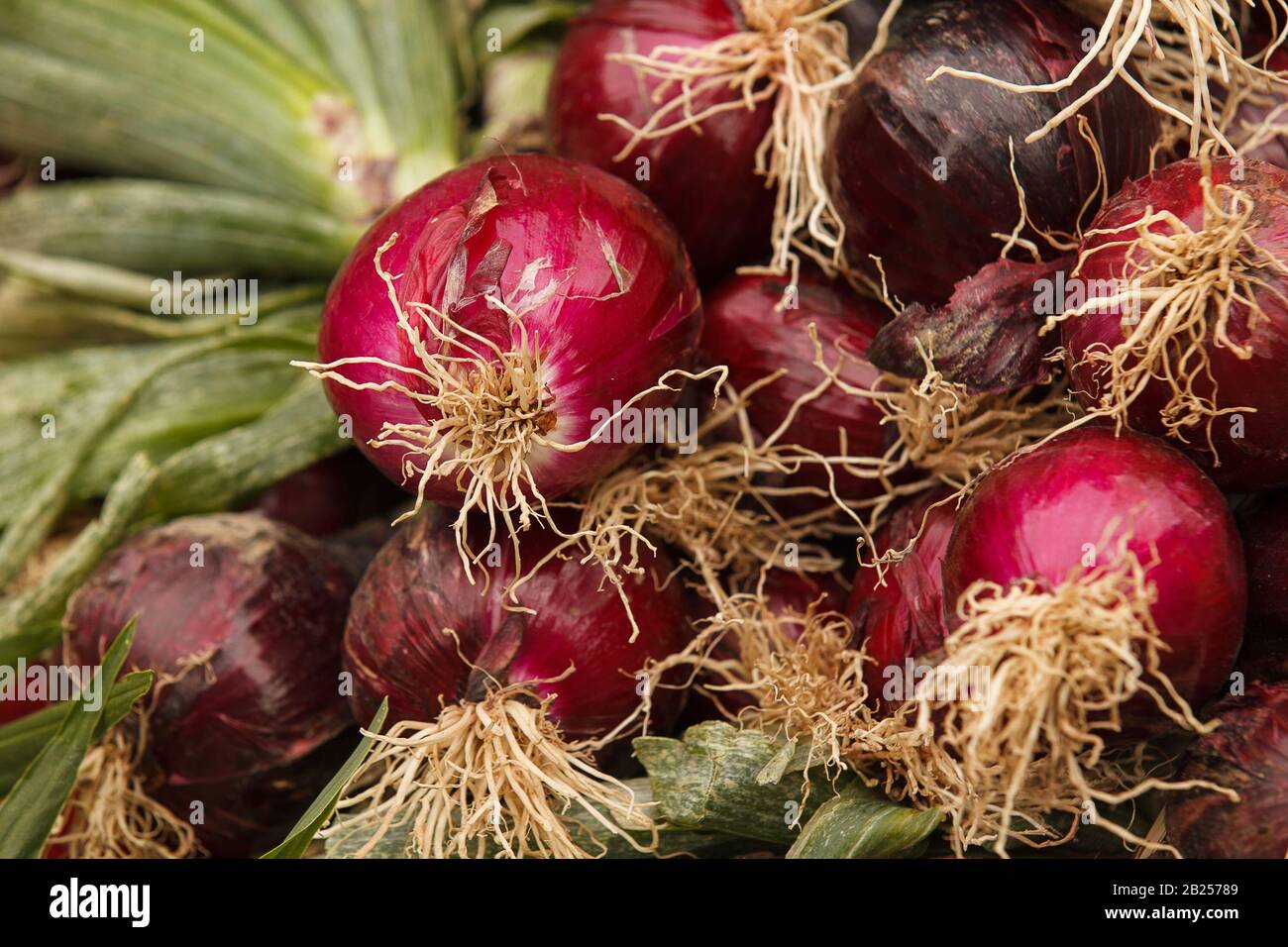 Close up of red onions at a farmersÕ market Stock Photo
