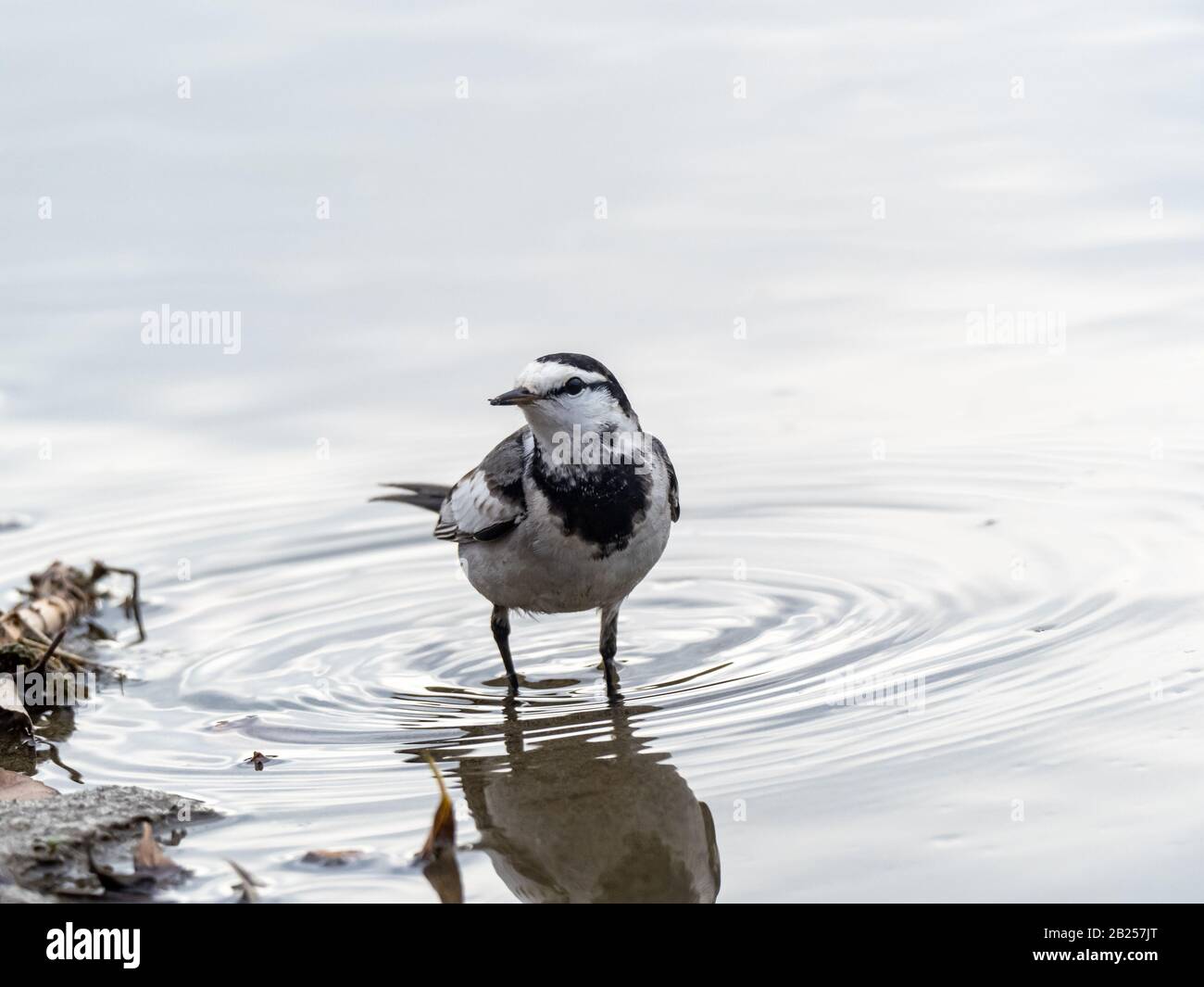 A Japanese White Wagtail Motacilla Alba Lugens Walks Along The Bank