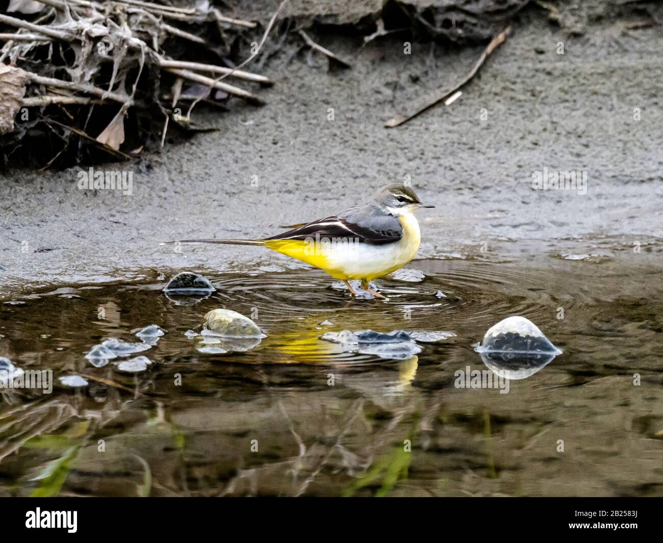 A colorful gray wagtail, Motacilla cinerea, walks beside a shallow backwater pond beside the Tama River in Tokyo, Japan. Stock Photo