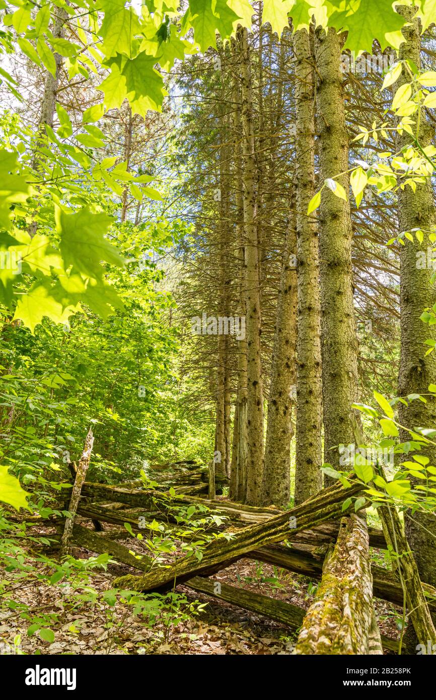 O'Hara Settlement and Homestead Provincial Park Madoc Ontario Canada in