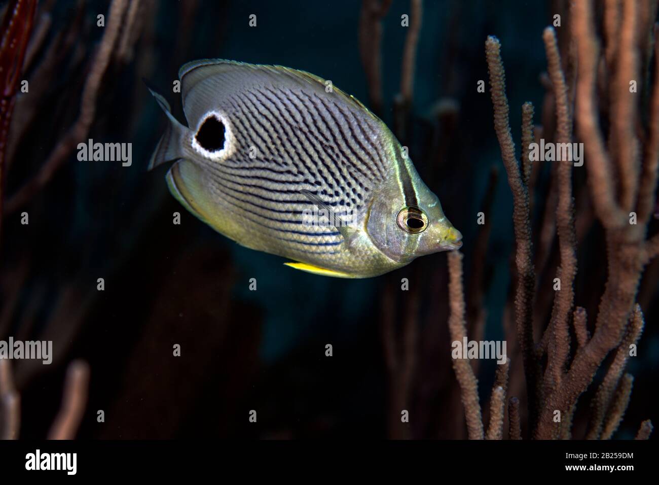 A foureye butterflyfish, Chaetodon capistratus, on the reef in Bonaire, The Netherlands. Stock Photo