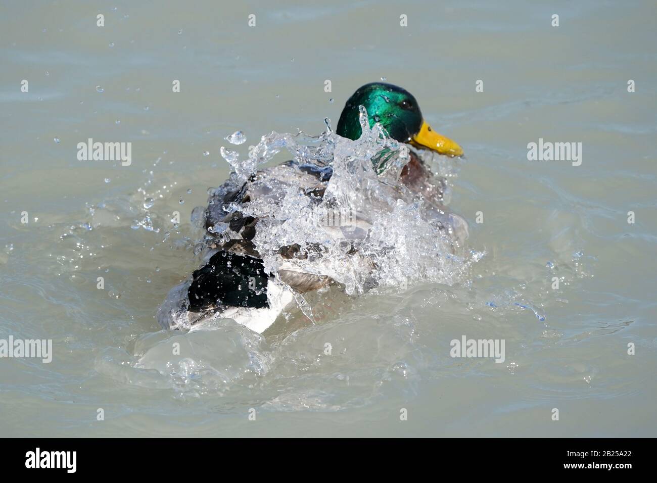 Mallard ducks bathing at the lake Stock Photo Alamy