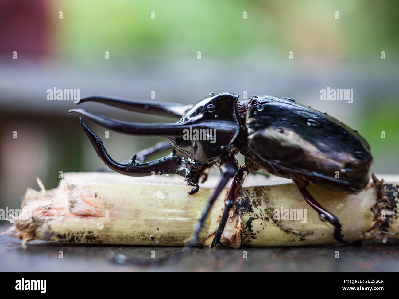 Black rhinoceros beetle in wild nature close-up. Stock Photo