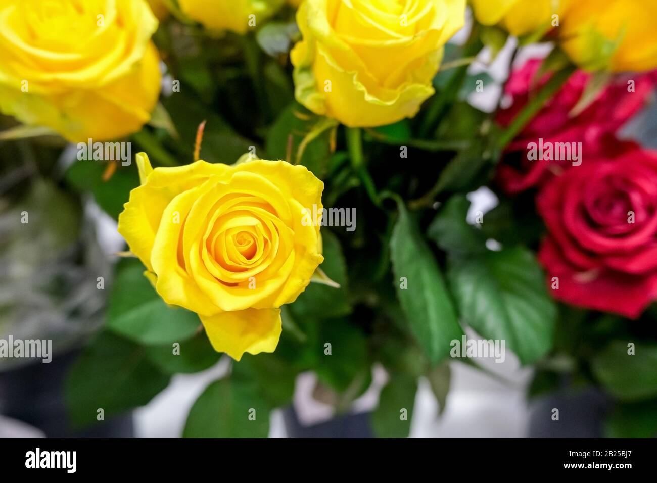 Yellow Roses Side View Yellow roses close up, beautiful bouquet. Beautiful yellow floral ...