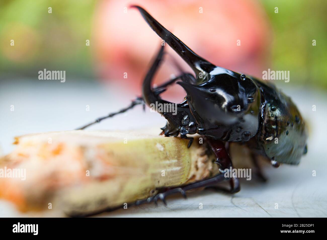 Black rhinoceros beetle in wild nature close-up. Stock Photo