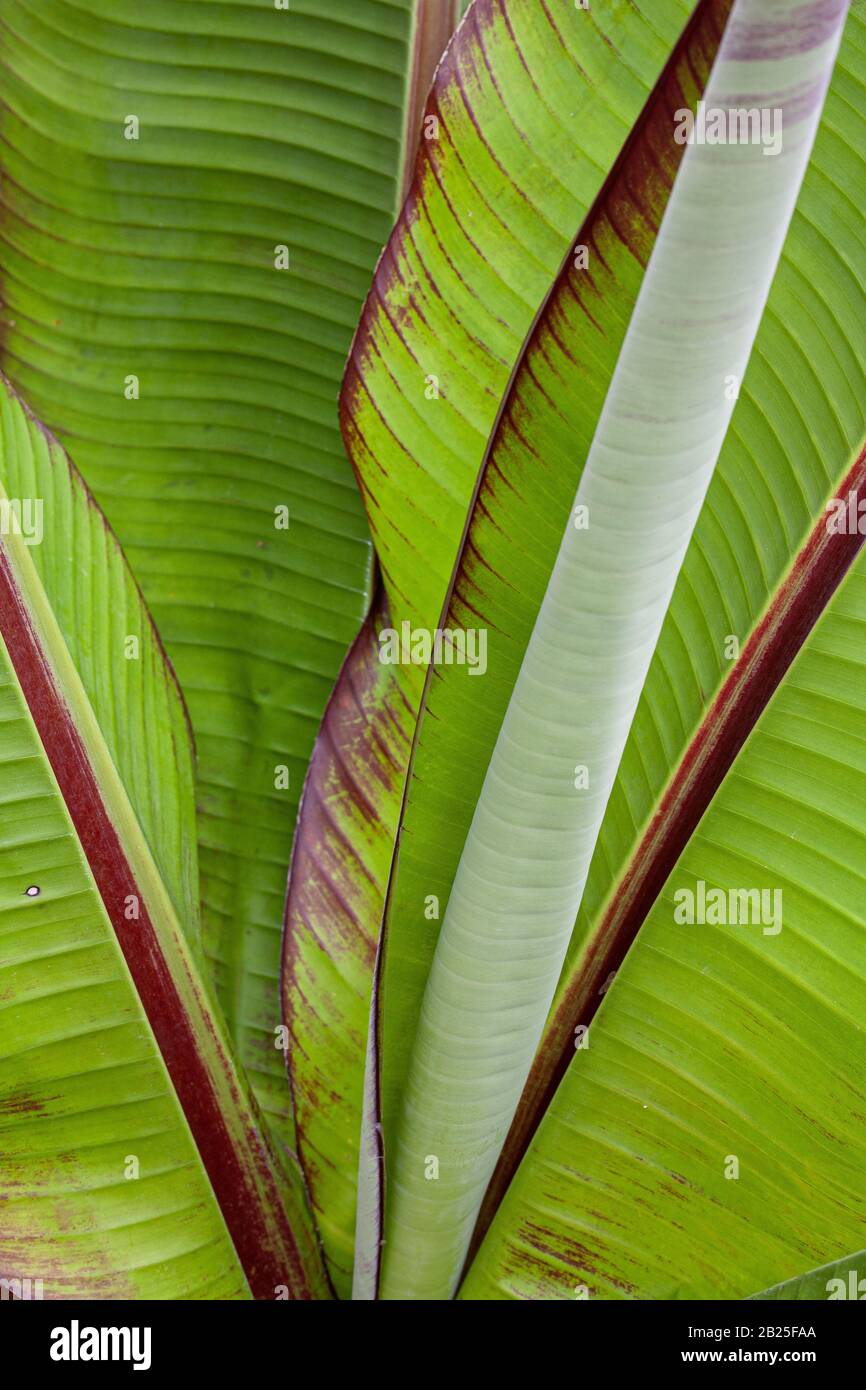Ensete Maurelii Red Abyssinian Banana plant Stock Photo