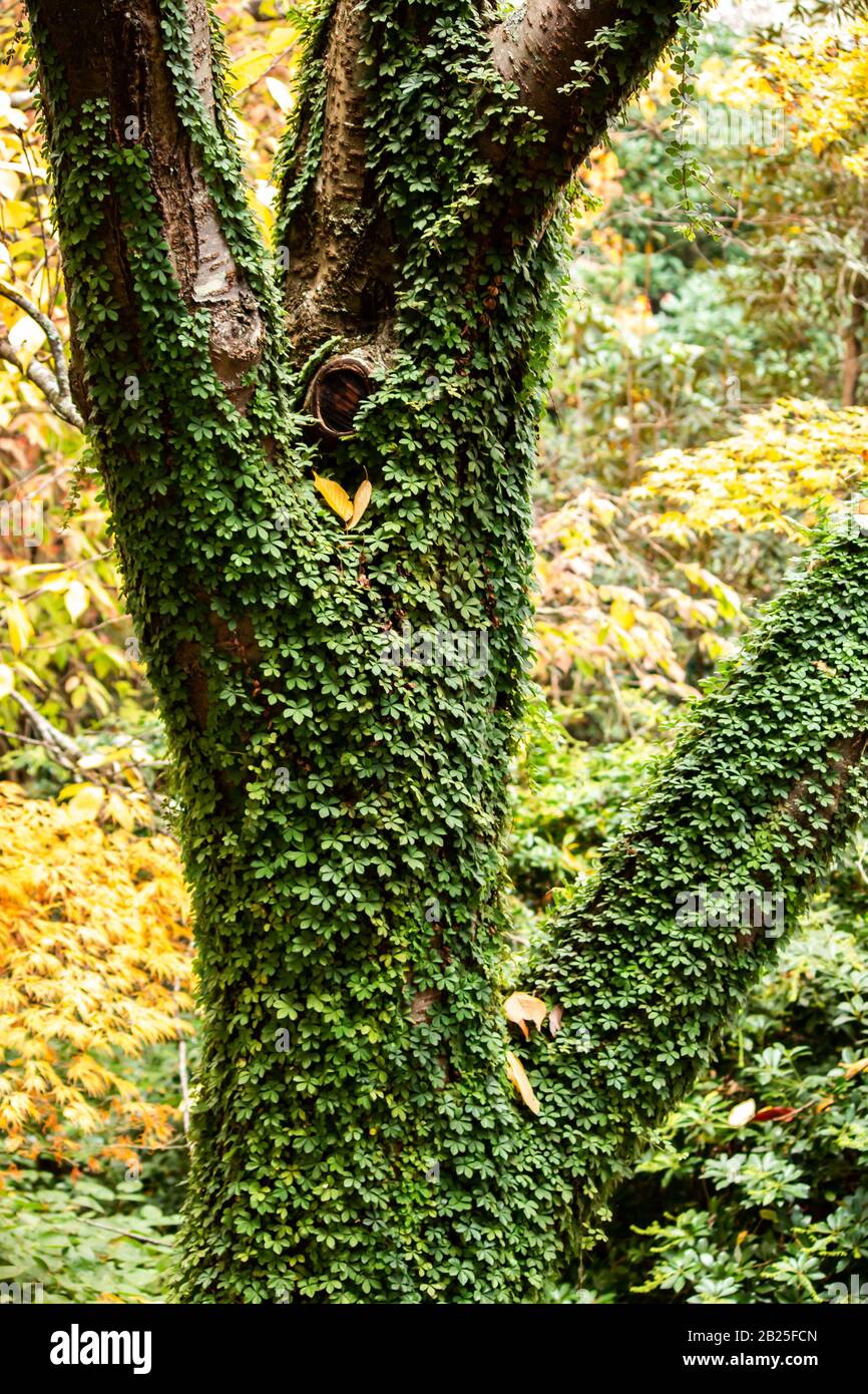 Tree covered in green ivy plant set in suburban garden with autumn fall yellow leaves in background Stock Photo