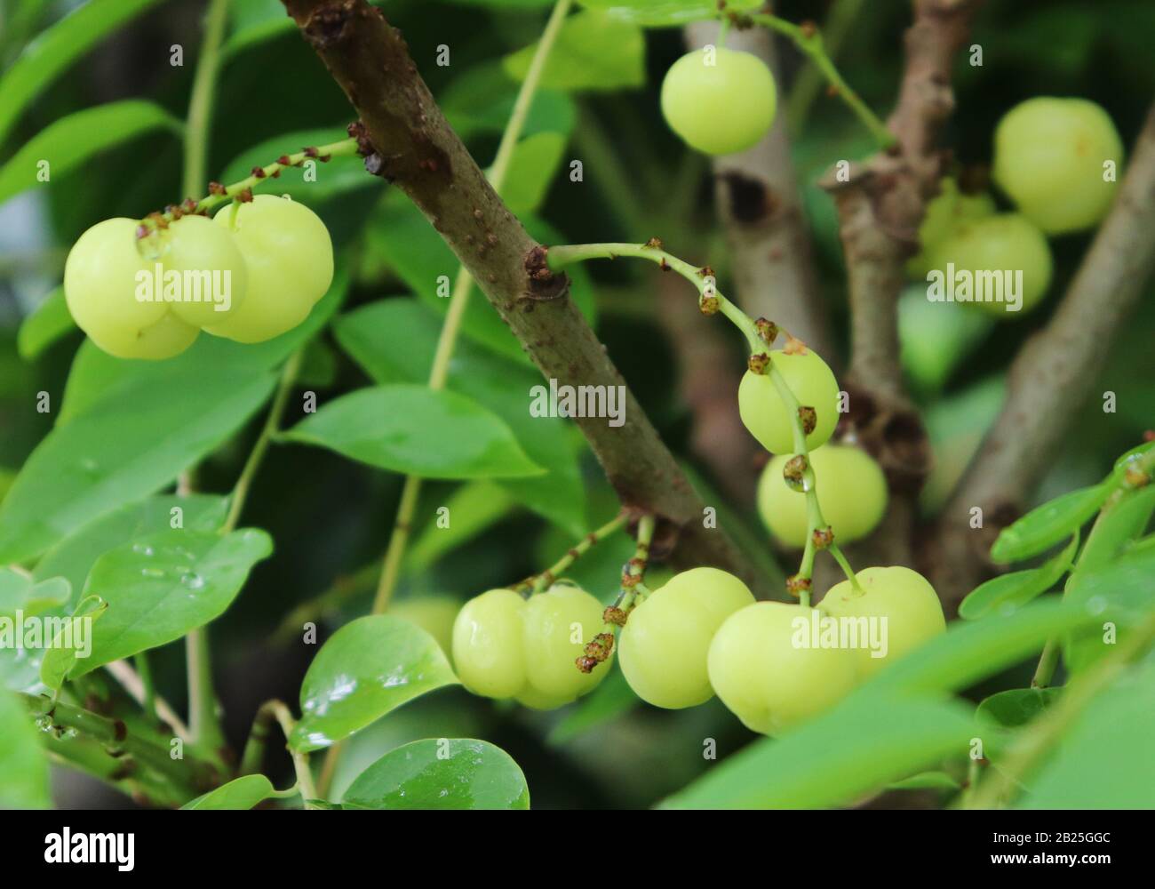 Phyllanthus acidus fruit on the tree. Otaheite gooseberry fruit Stock Photo