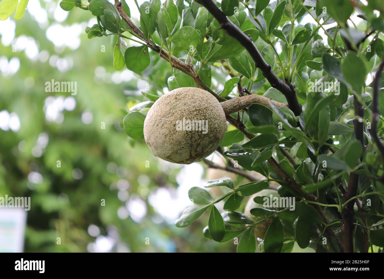Limonia acidissima on the tree. Wood apple, Curd Fruit Stock Photo