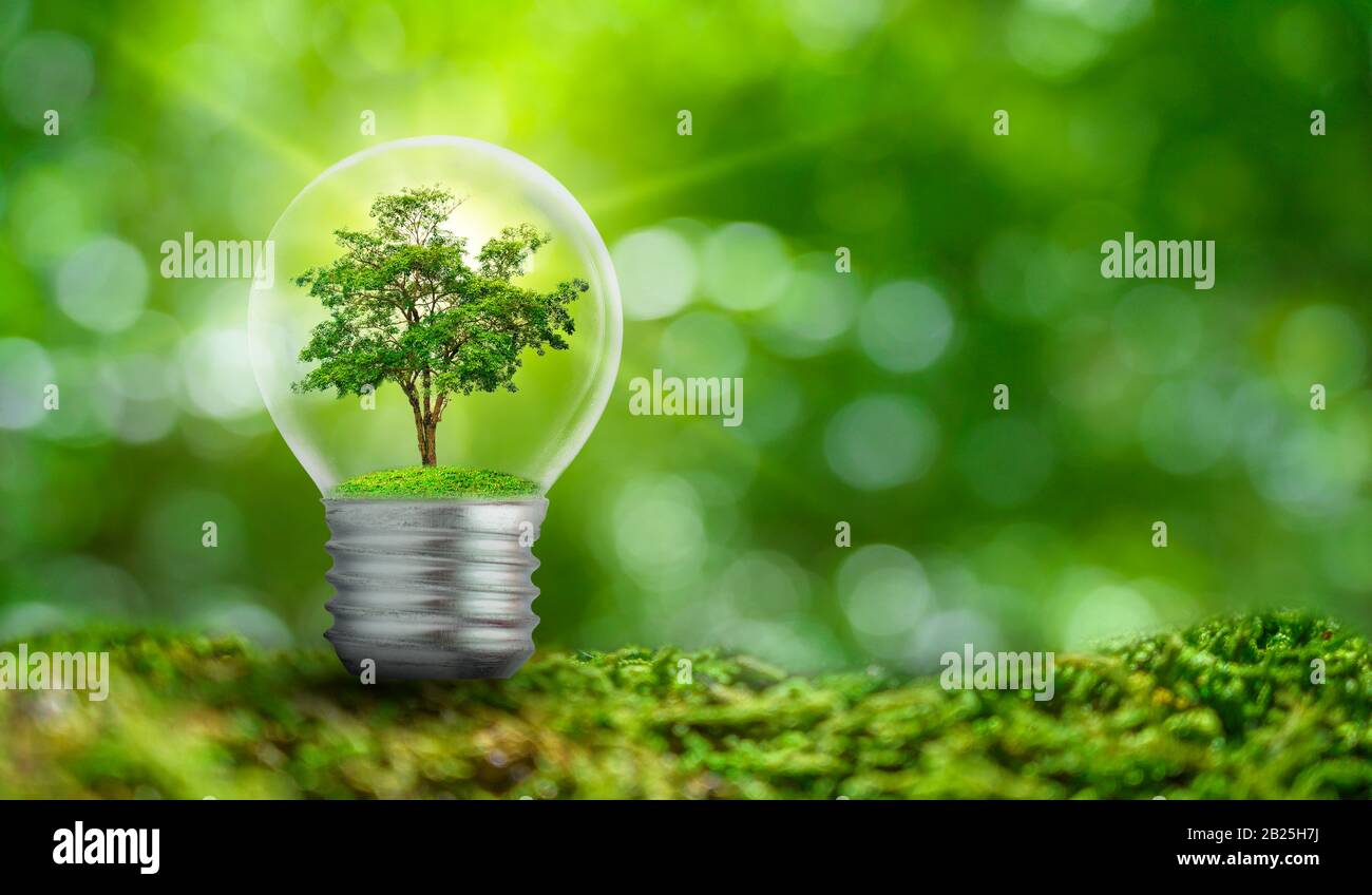 The bulb is located on the inside with leaves forest and the trees are