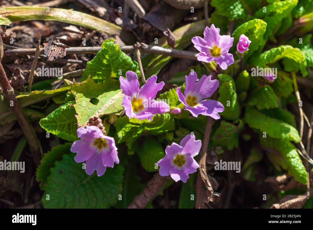 First spring flowers in the forest Stock Photo - Alamy