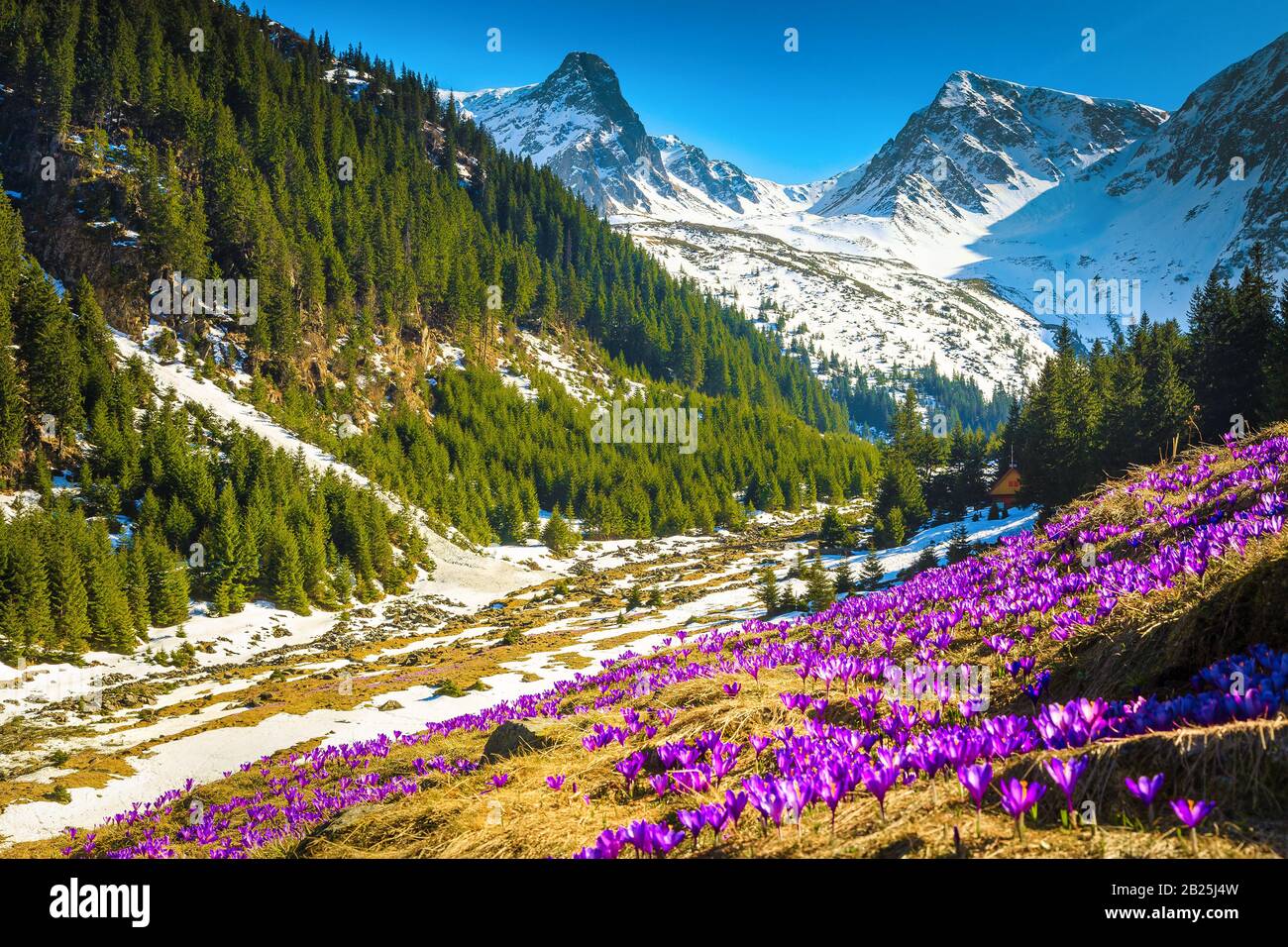Magical glade with spring flowers and snowy mountains. Purple saffron flowers in the mountains, Fagaras mountains, Carpathians, Romania, Europe Stock Photo