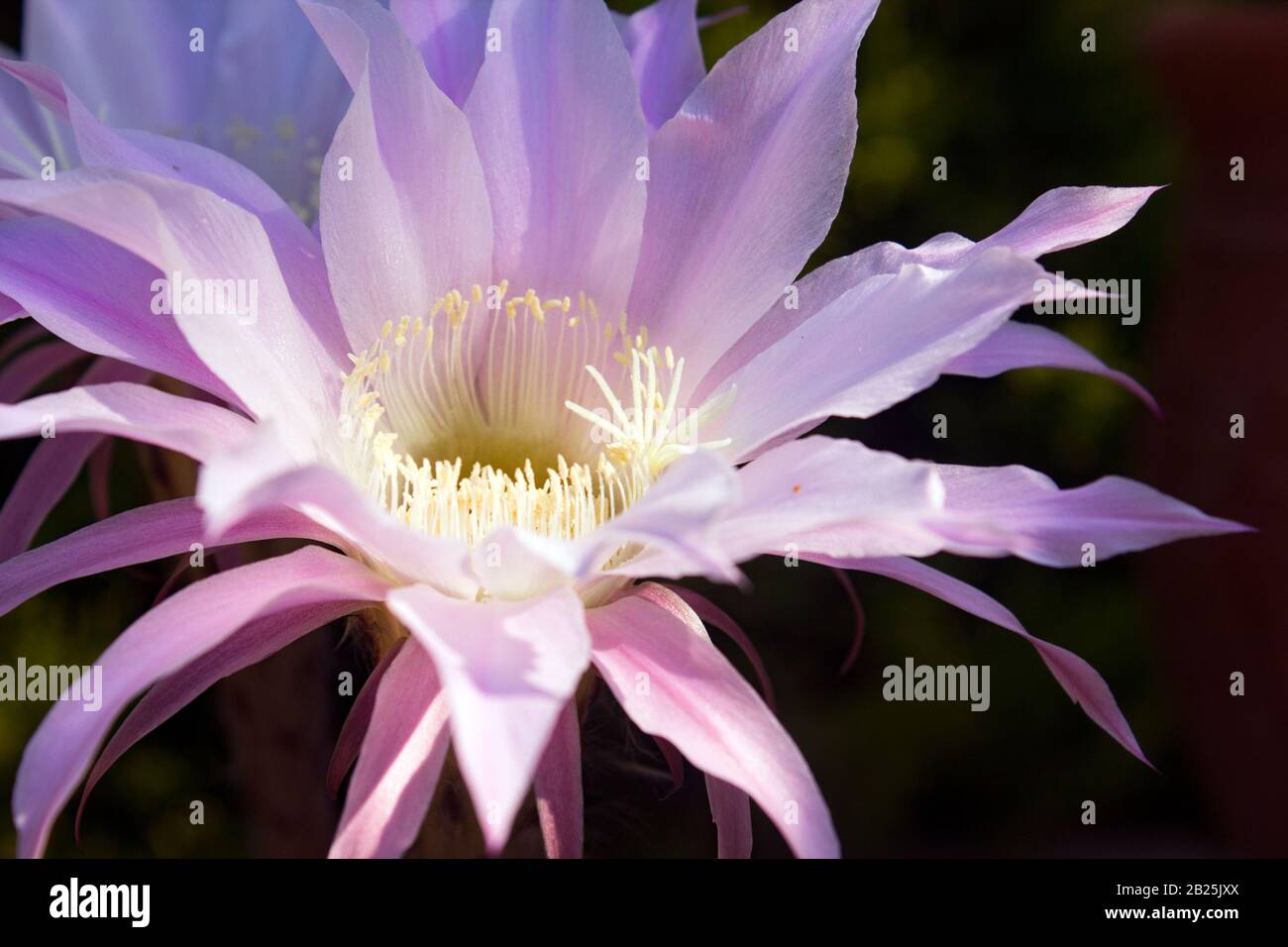 Close up of a pink cereus cactus flower, famous with its very short life. Carpe diem concept. Stock Photo