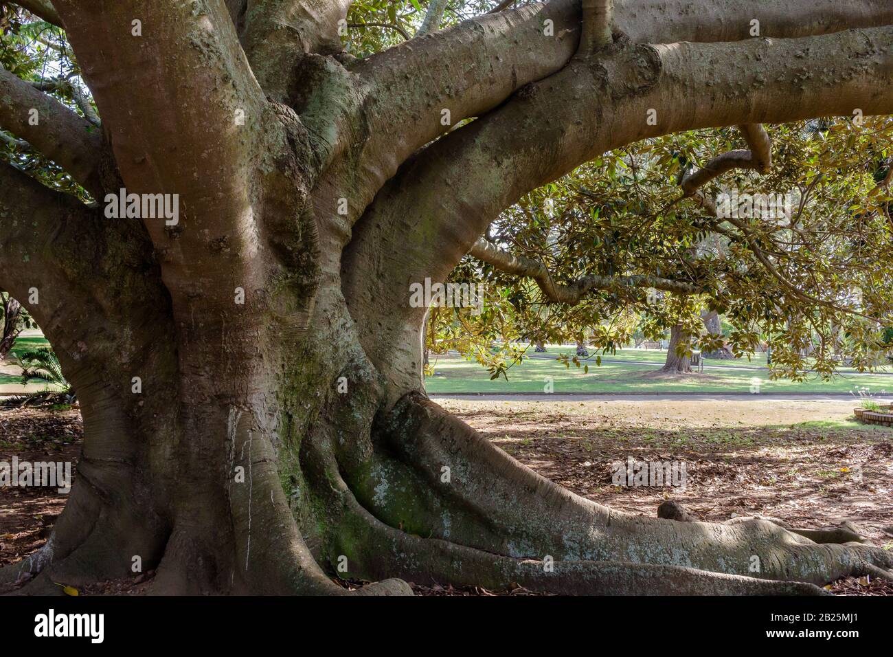 Very old wild fig tree trunk close up in park Stock Photo