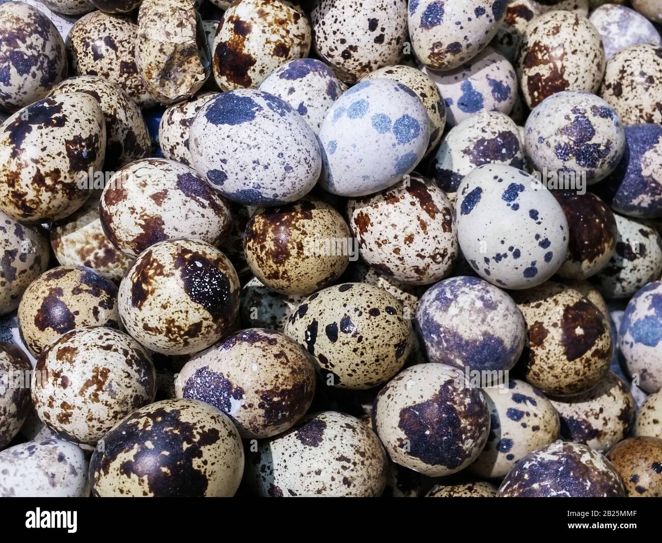 Fresh quail eggs Stock Photo Alamy