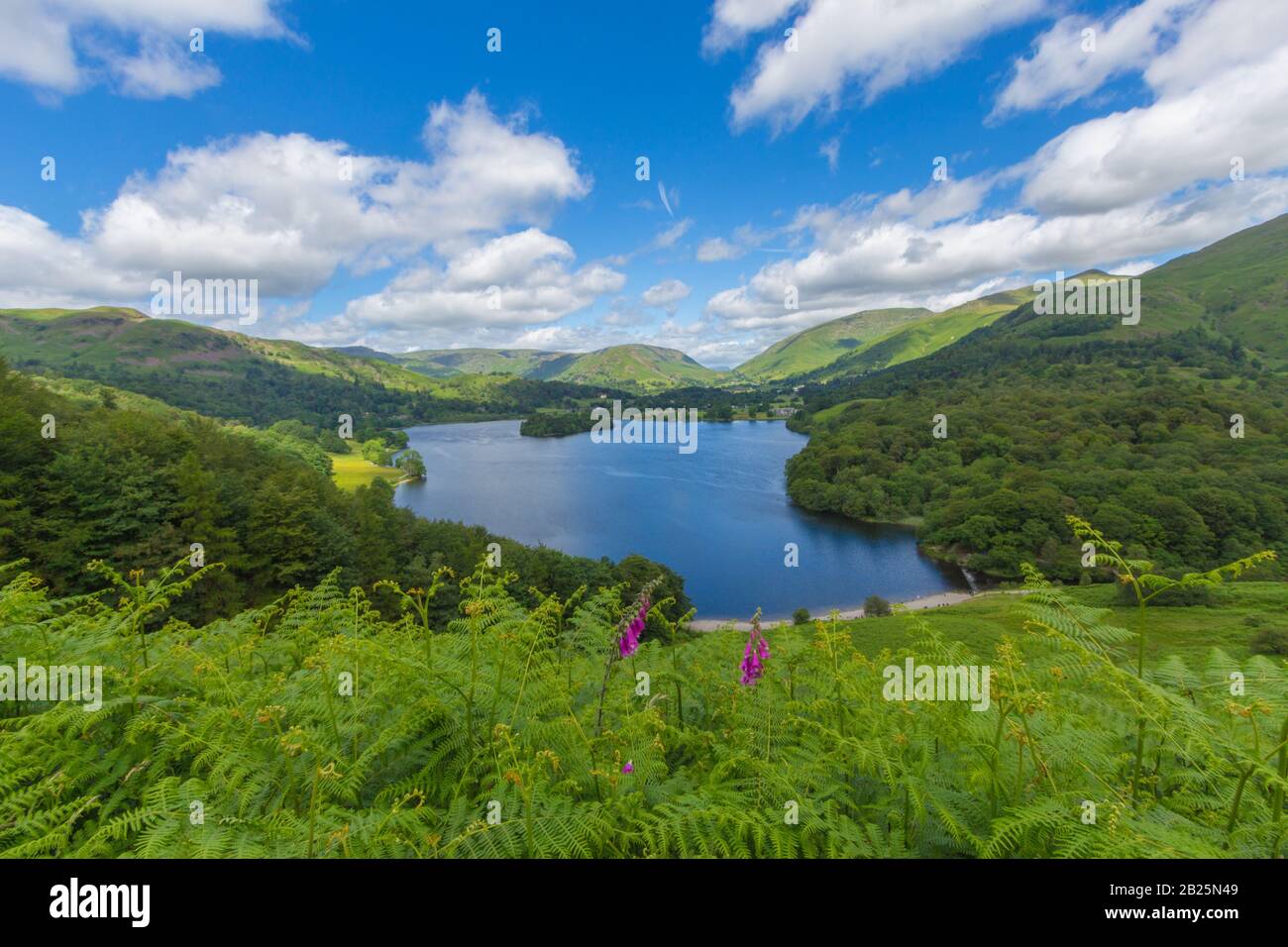 Sweeping view of Lake Grasmere in the Lake District, UK on a sunny spring day. Blue sky with puffy white clouds and foxglove flowers in the foreground Stock Photo