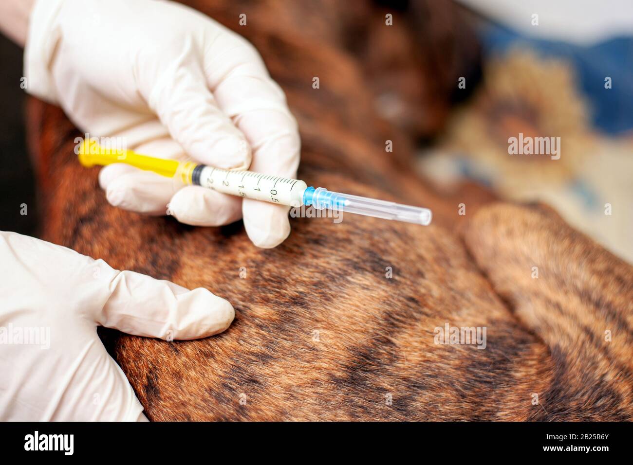 the veterinarian is holding a syringe in his hands to give an injection