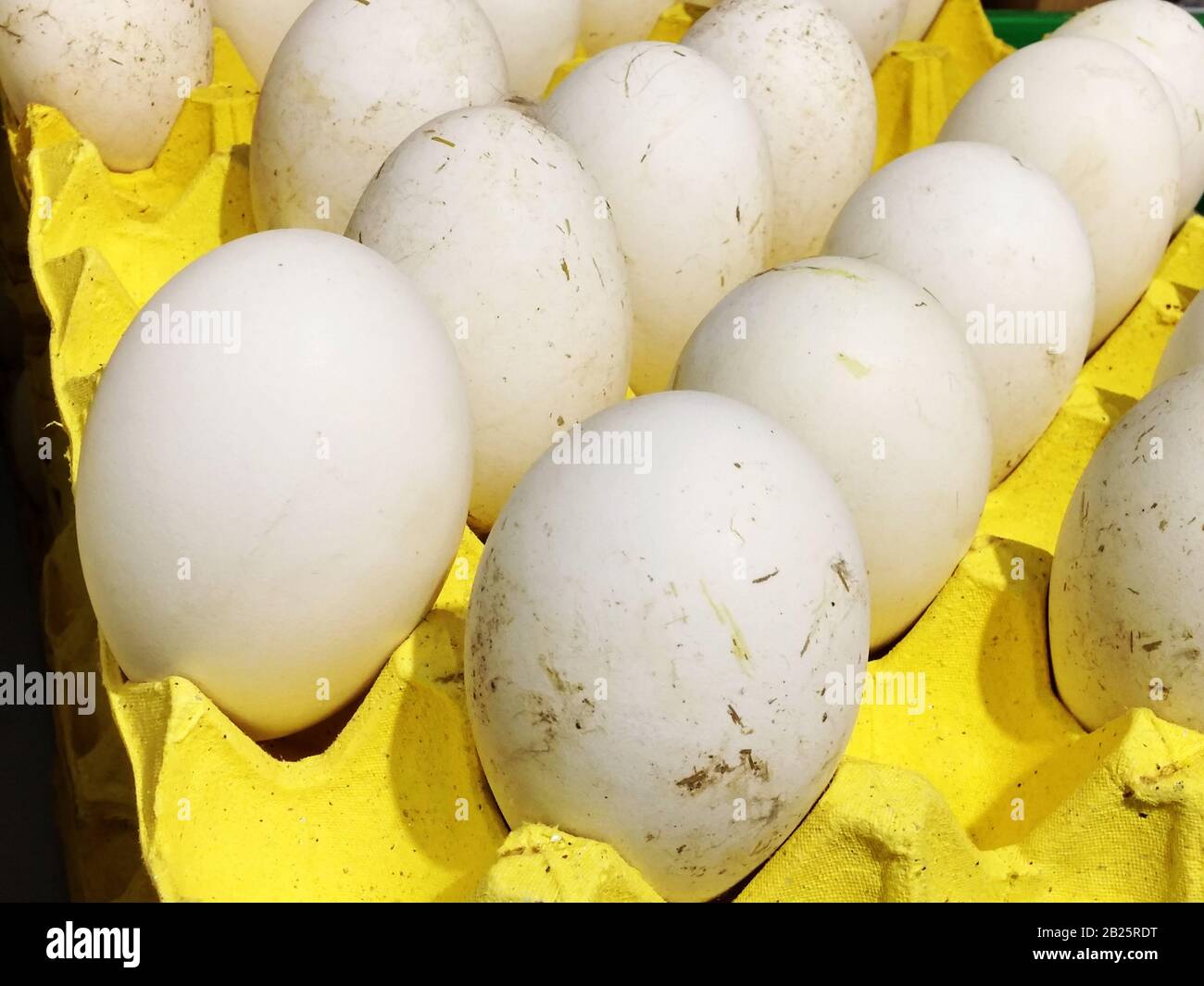 A close-up of a goose egg Stock Photo