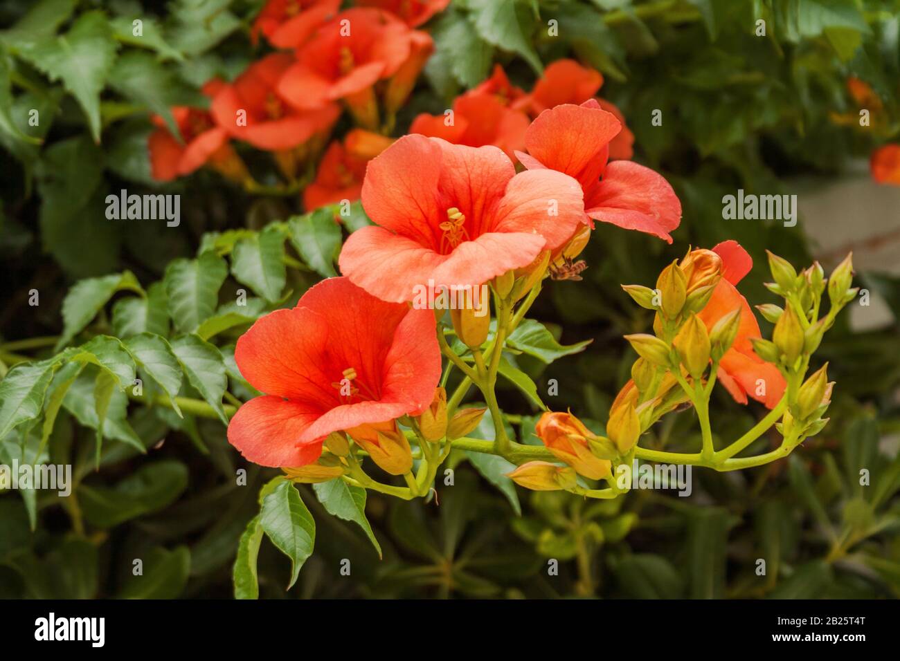 Blooming branch Campsis grandiflora with beautiful vibrant flowers and buds Stock Photo