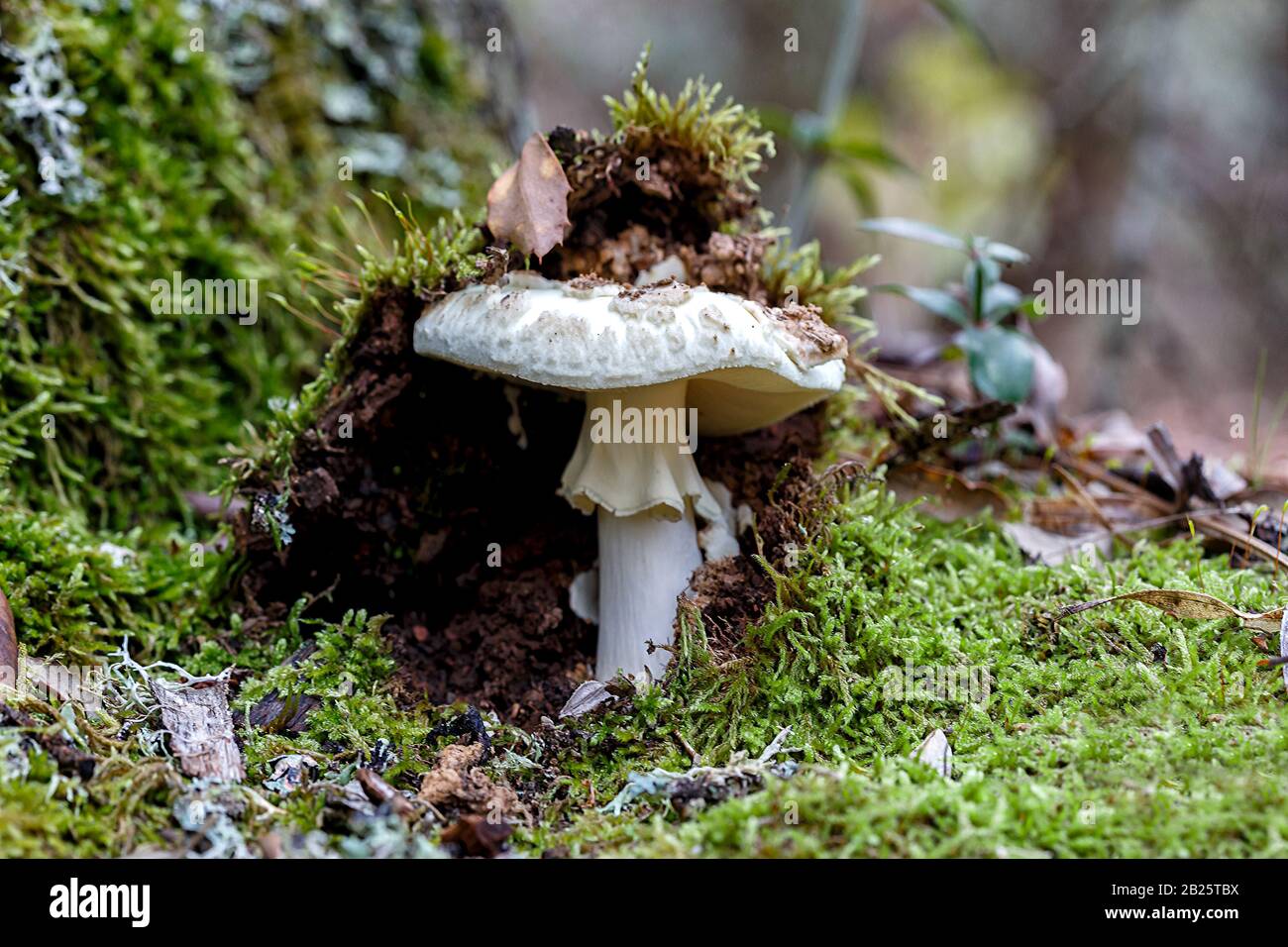 Mushroom in forest autumn scene. Beautiful closeup of forest mushroom. forest background. Closeup. Selective focus. Stock Photo