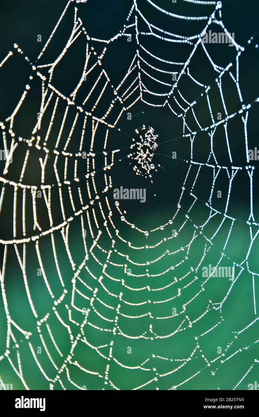 spiderweb with dew drops Stock Photo
