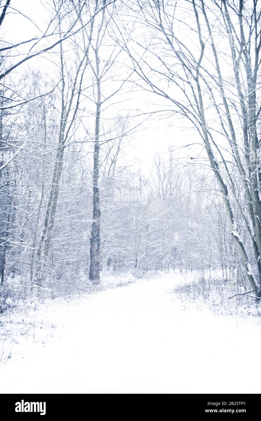 snowy winter day in the forest Stock Photo
