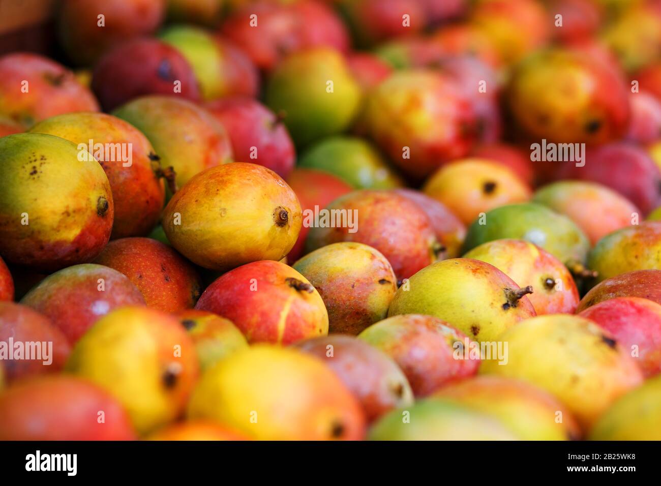 Rows of ripe mangoes in closeup yellowred color, lie on the market