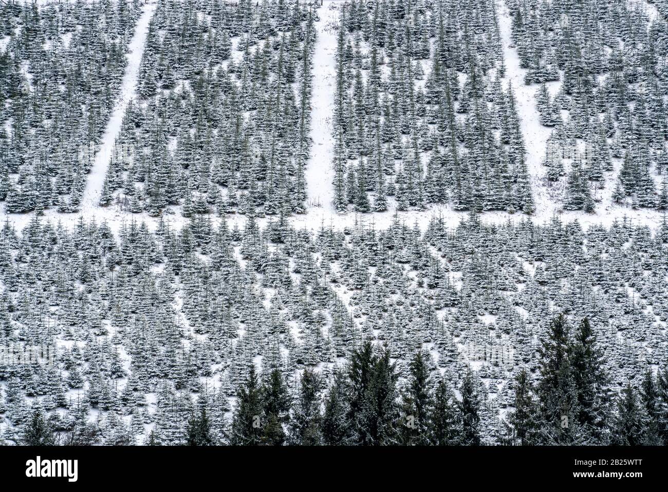 Tree protection, Christmas trees, Tree nursery, young fir trees in