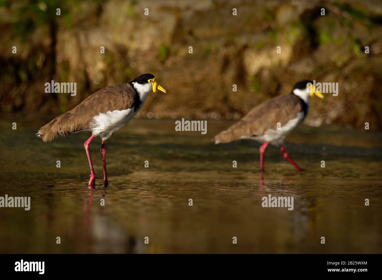 Vanellus miles - Masked Lapwing, wader from Australia and New Zealand. Shore bird with yellow beak, brown back and wings and red legs staying in the w Stock Photo