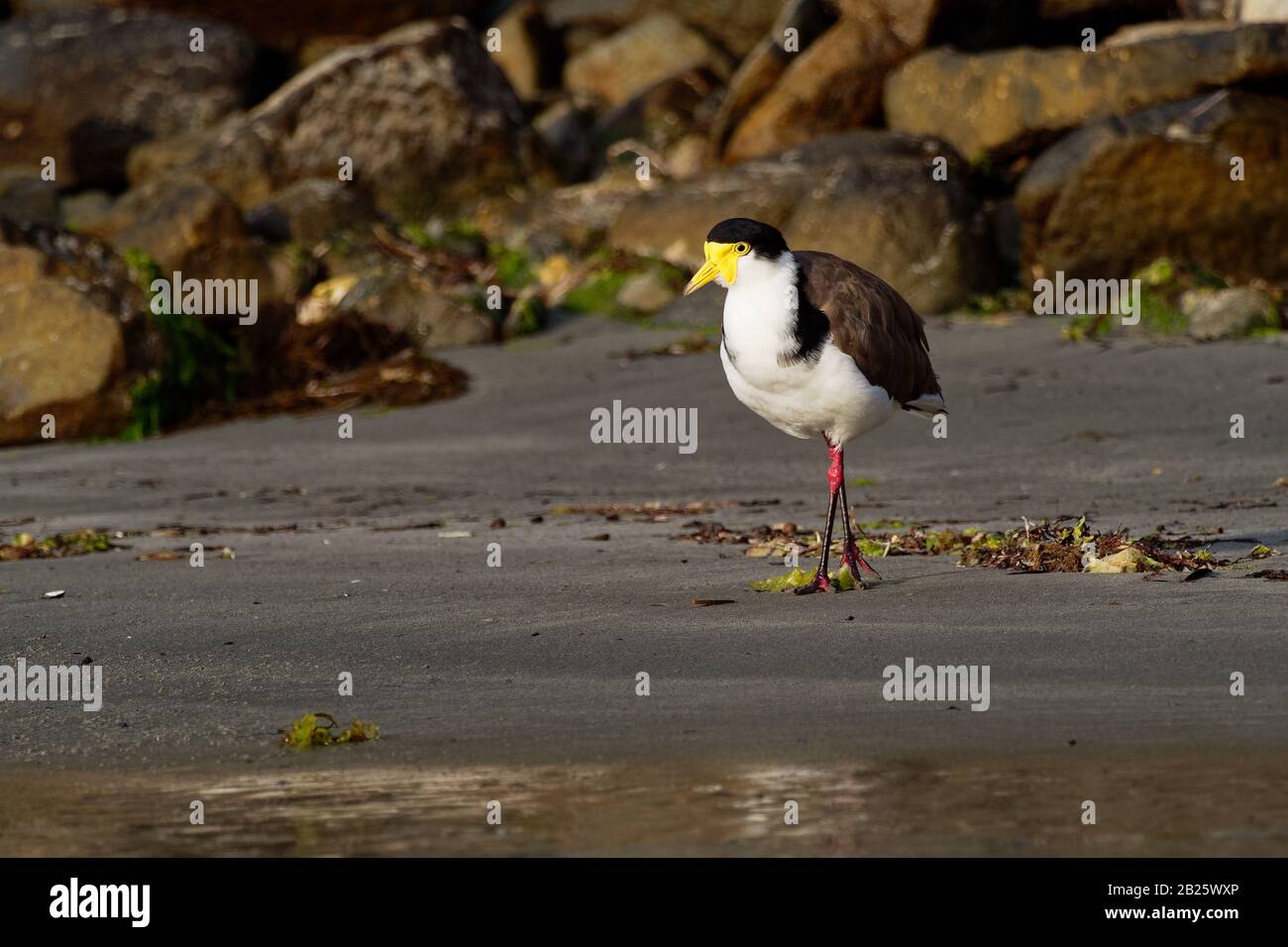Vanellus miles - Masked Lapwing, wader from Australia and New Zealand. Shore bird with yellow beak, brown back and wings and red legs staying in the w Stock Photo
